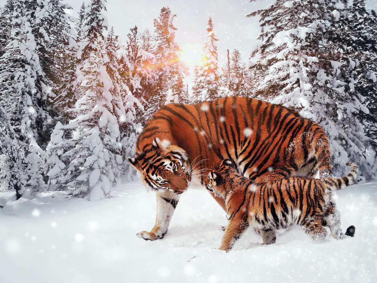 Bengaalse Tijgers in de Sneeuw
