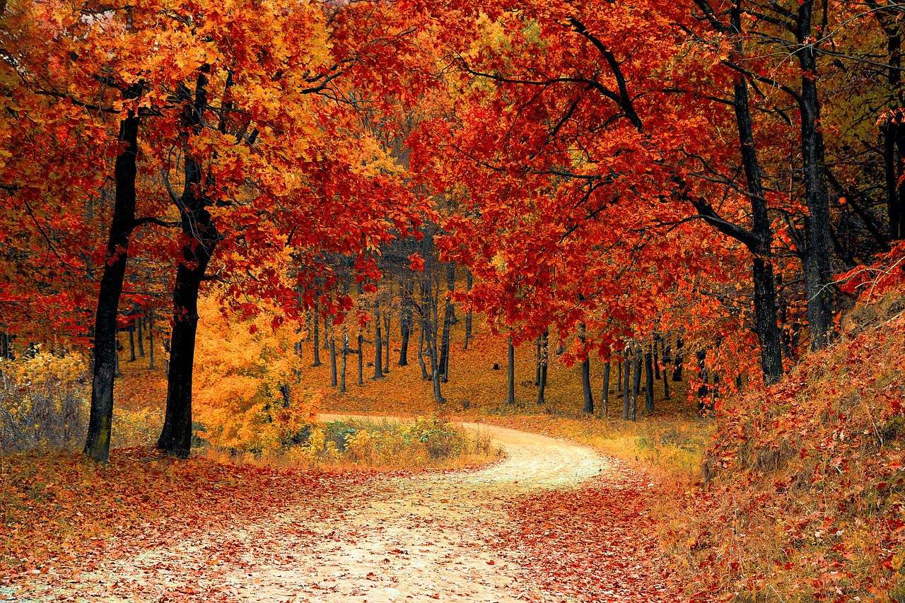 Bospad in de Herfst