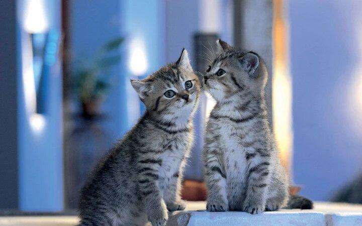 Broer en Zus Kittens