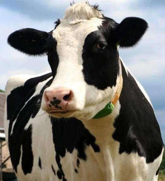 De Trotse Koe