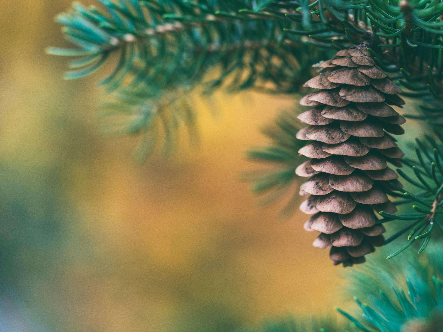 Dennenappel in Kerstboom