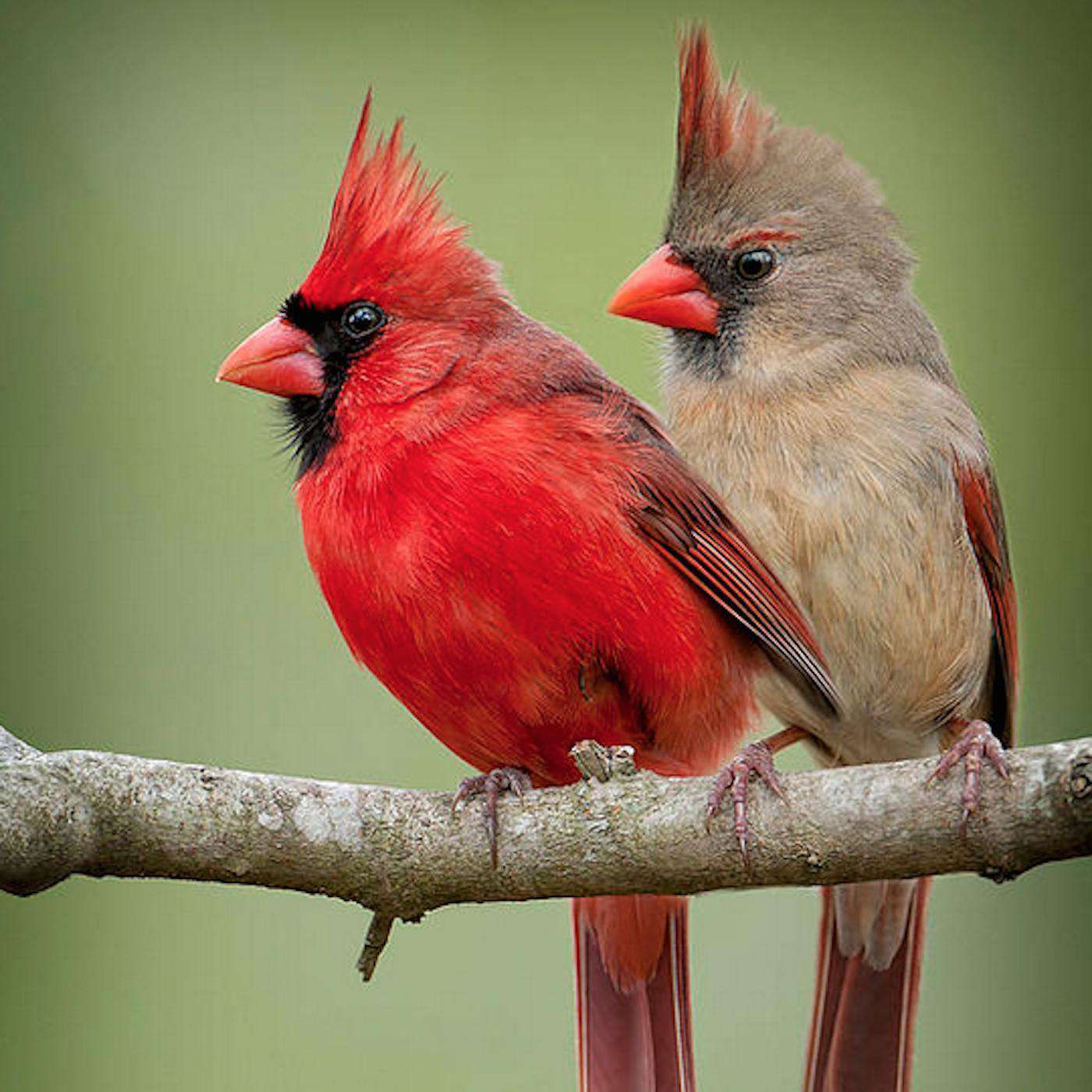 Kardinaal Vogels