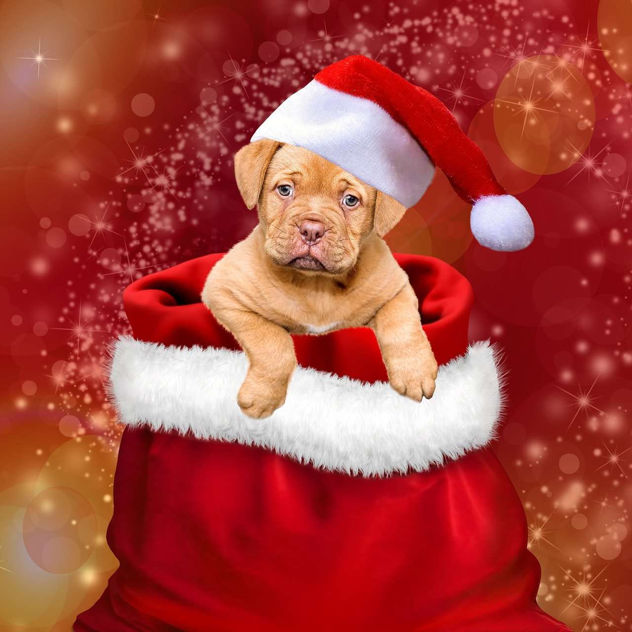 Kerst Pup in Zak