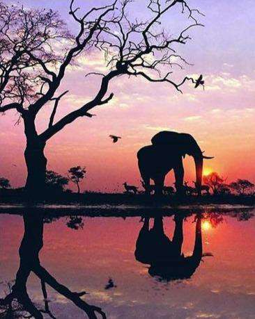 Olifant Silhouet