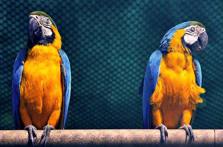 De beste Diamond Paintings van Nederland en België exclusief verkrijgbaar bij Diamond Painting Wereld. Nu ook voor kinderen! Al meer dan 40.000 tevreden klanten hebben wij geholpen aan deze leuke en rustgevende hobby! Deze paintings zijn speciaal ontworpen voor kinderen. Een vrolijk ontwerp met speciale steentjes, groot en klein, voor niet alleen een super glinstering maar ook een speciaal 3D effect! Al deze leuke kinderpaintings zijn inclusief een bijpassende lijst.