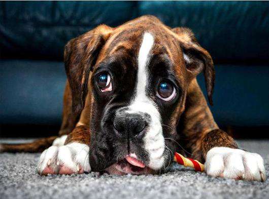 Puppy Ogen