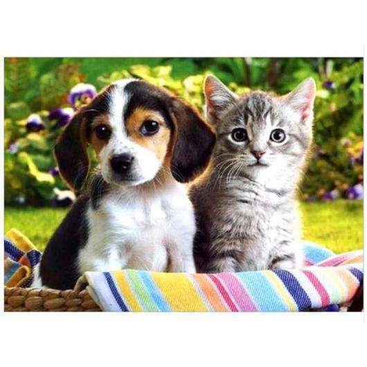 Puppy en Kitten Samen