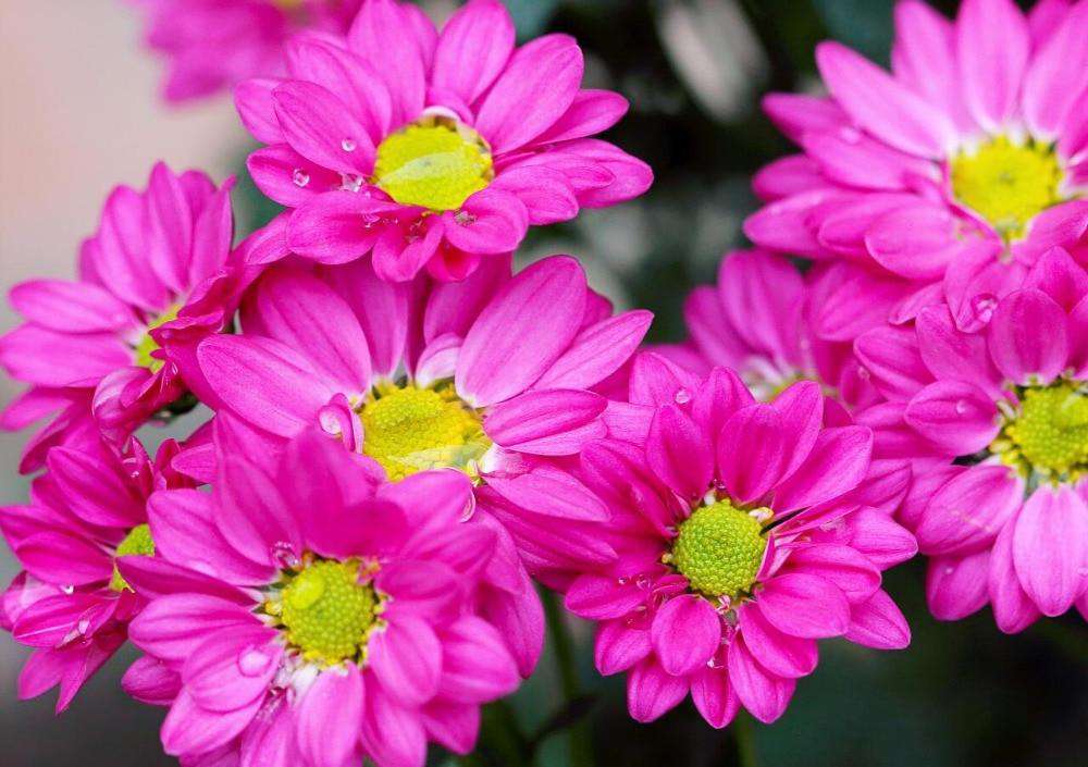 Rosa mit gelbem Gänseblümchen