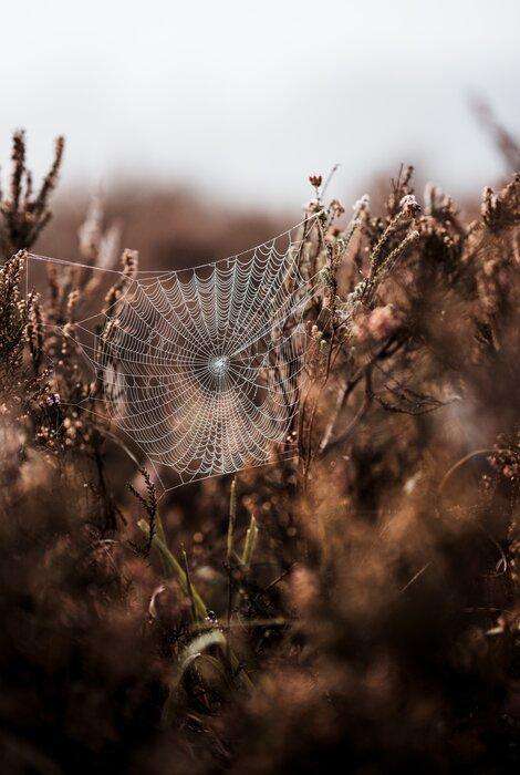 Spinnenweb in de Ochtend Dauw