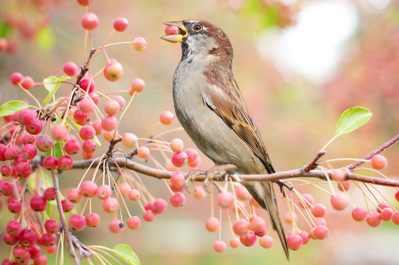 Vogel met Besjes