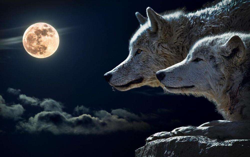 Füchse bei Vollmond - Diamond Painting Fuchsmotiv