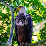 Adler im Baum Diamond Painting