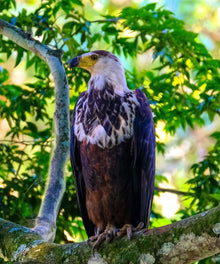 Adler im Baum Diamond Painting
