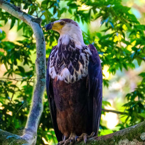 Adler im Baum Diamond Painting