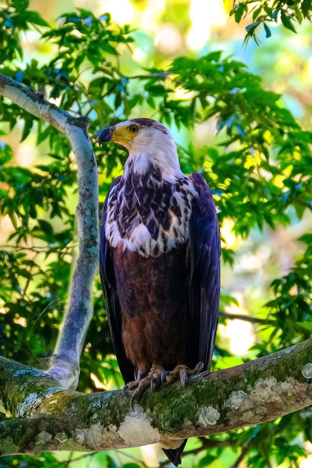 Adler im Baum Diamond Painting