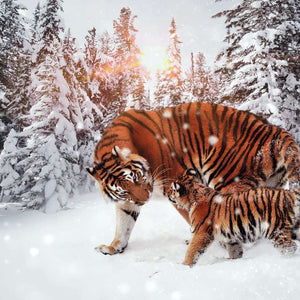 Bengalischer Tiger im Schnee Diamond Painting
