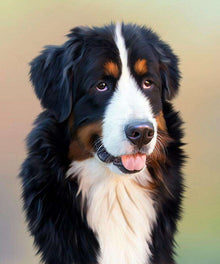 Berner Sennenhund Diamond Painting