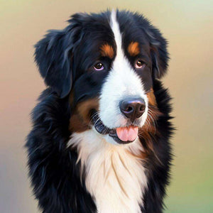 Berner Sennenhund Diamond Painting