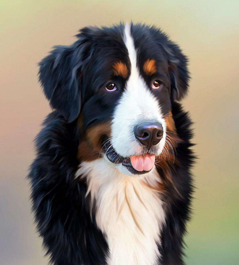 Berner Sennenhund Diamond Painting