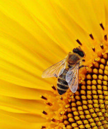 Biene auf Sonnenblume Diamond Painting