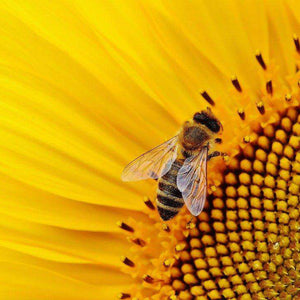 Biene auf Sonnenblume Diamond Painting