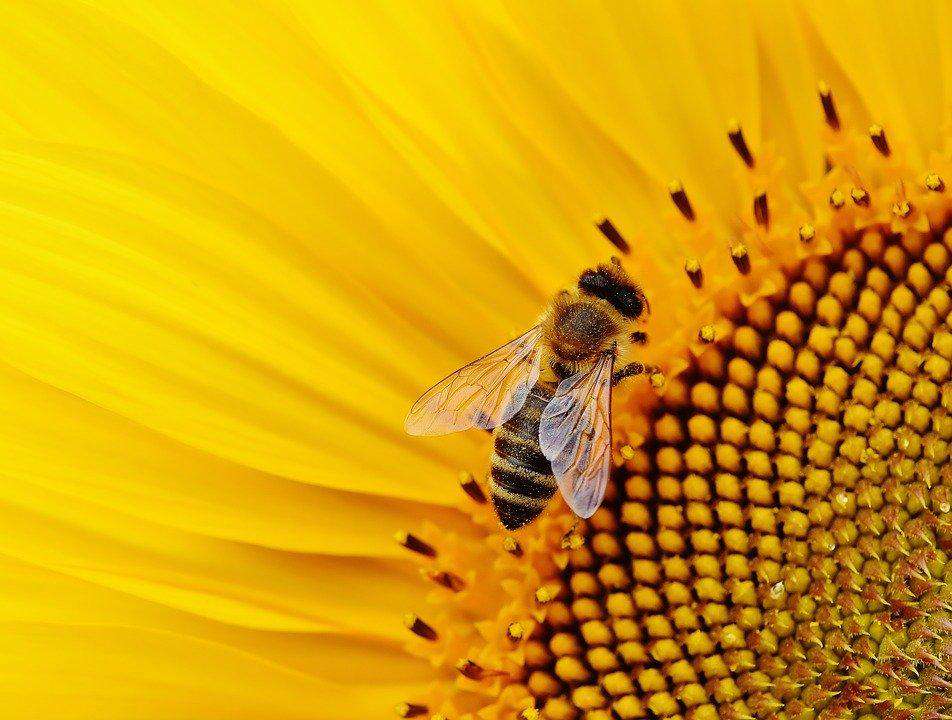 Biene auf Sonnenblume Diamond Painting