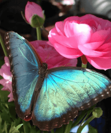 Blauer Schmetterling Rosa Blume Diamond Painting