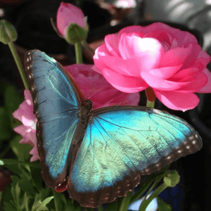 Blauer Schmetterling Rosa Blume Diamond Painting