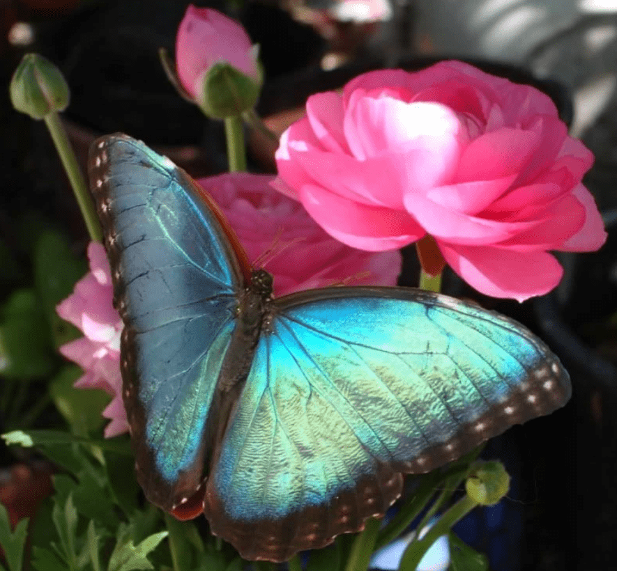Blauer Schmetterling Rosa Blume Diamond Painting