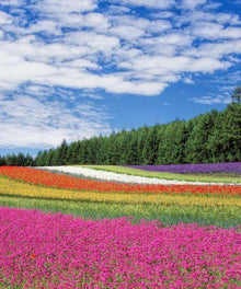 Blumen Landschaft Diamond Painting