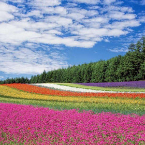 Blumen Landschaft Diamond Painting