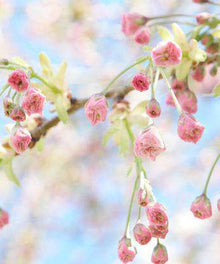 Blüte Landschaftsmotiv Diamond Painting