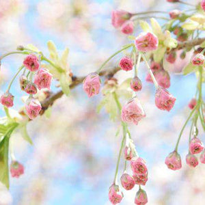 Blüte Landschaftsmotiv Diamond Painting