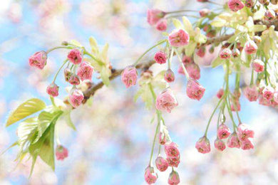 Blüte Landschaftsmotiv Diamond Painting