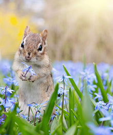 Streifenhörnchen in Blüten Diamond Painting