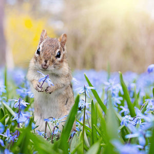 Streifenhörnchen in Blüten Diamond Painting