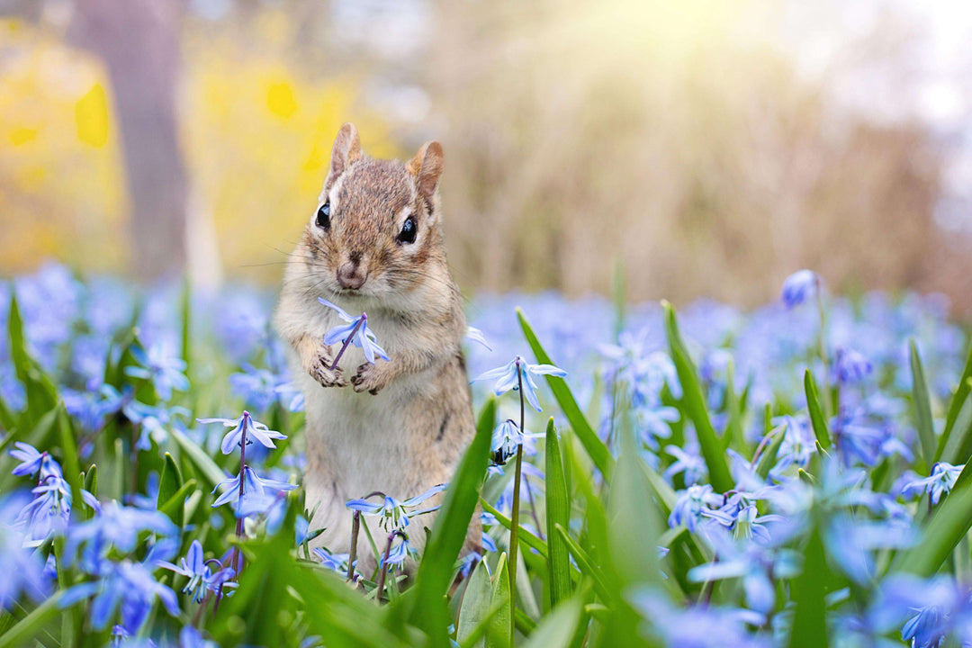 Streifenhörnchen in Blüten Diamond Painting