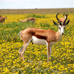 Antilope im Blumenfeld Diamond Painting