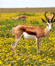 Antilope im Blumenfeld Diamond Painting