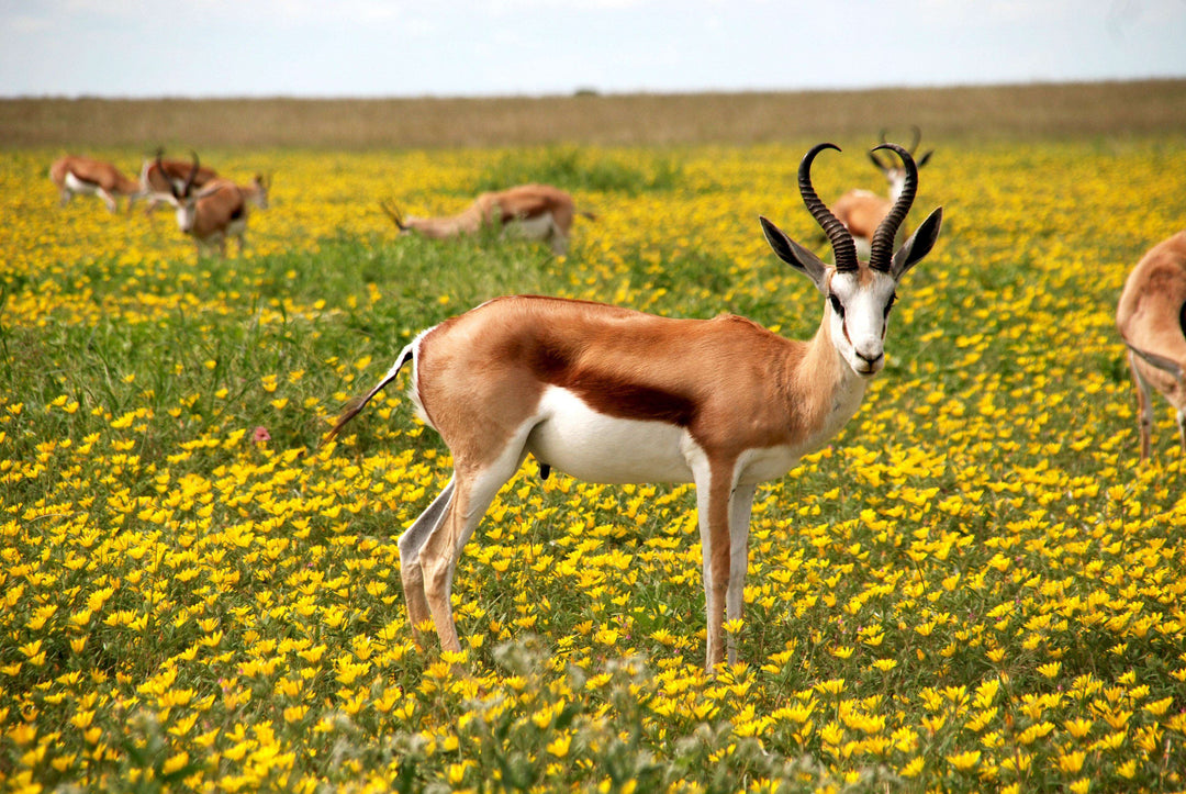 Antilope im Blumenfeld Diamond Painting