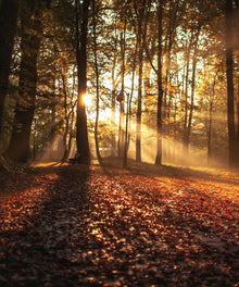 Wald in der Morgensonne Diamond Painting