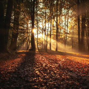 Wald in der Morgensonne Diamond Painting