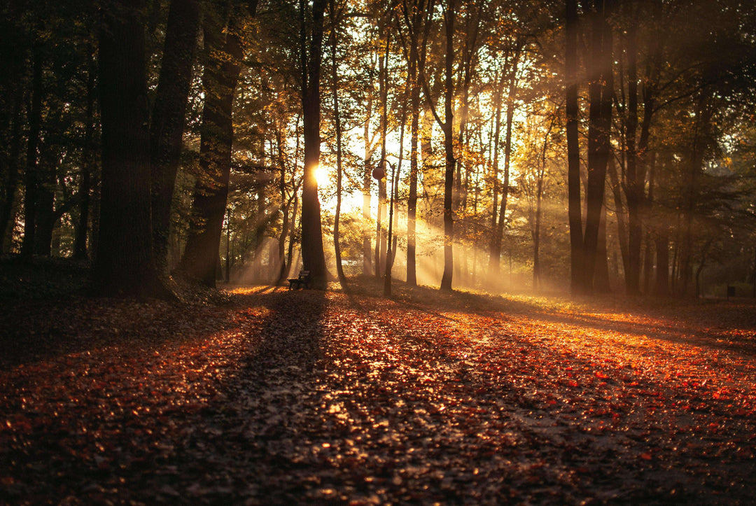 Wald in der Morgensonne Diamond Painting