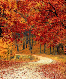 Waldweg im Herbst Diamond Painting