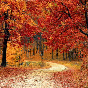 Waldweg im Herbst Diamond Painting
