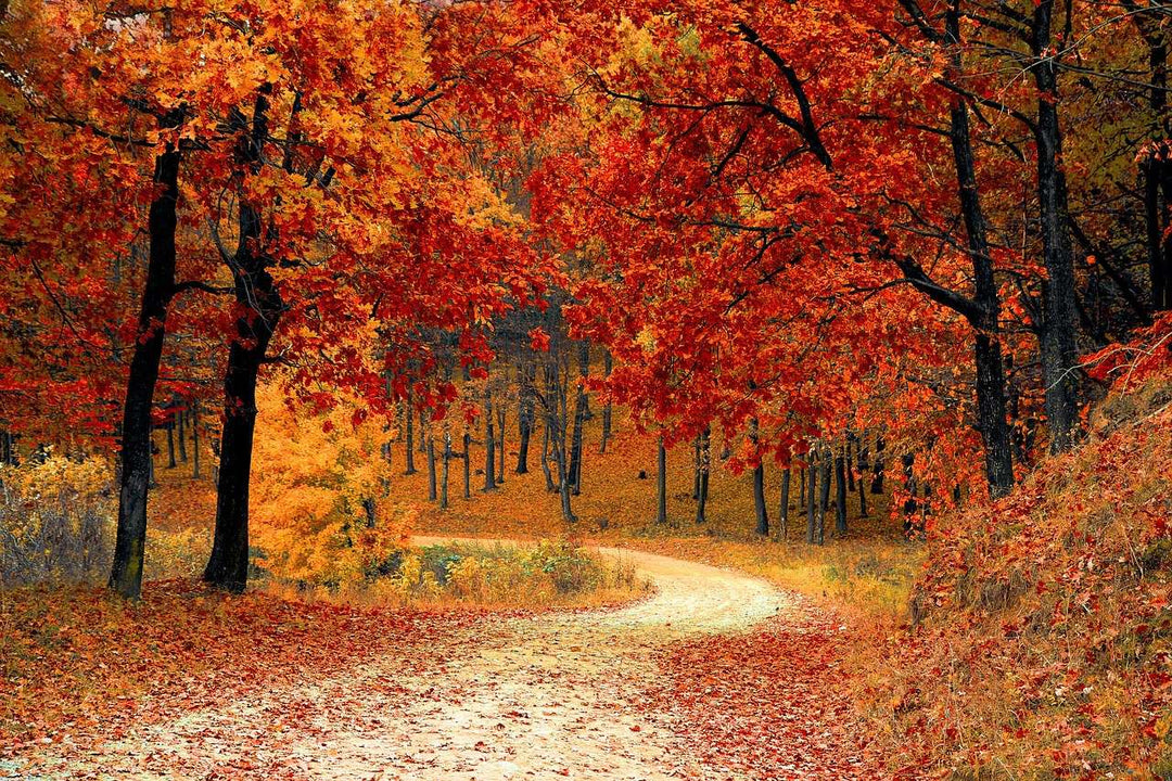Waldweg im Herbst Diamond Painting