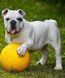 Bulldogge mit gelbem Ball Diamond Painting