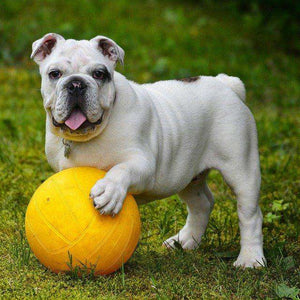 Bulldogge mit gelbem Ball Diamond Painting
