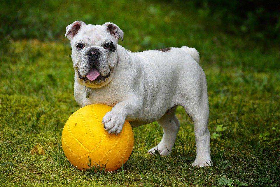 Bulldogge mit gelbem Ball Diamond Painting