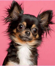 Chihuahua Porträt Diamond Painting Motiv